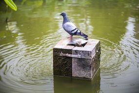 Picture of Pigeon in a pond