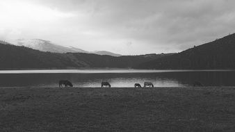 Horses Lakeside Pasture Animals