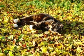 beautiful and amazing Lucky Cat