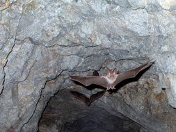 flying leaf nosed bat