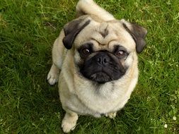 cute beige pug-dog
