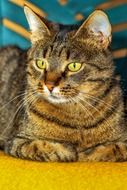 brown home cat resting