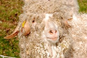 white Sheep with Wool Curls closeup