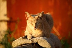 red domestic cat basking in the sun