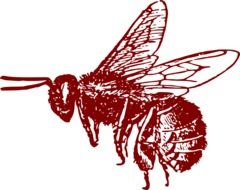 red Honeybee drawing