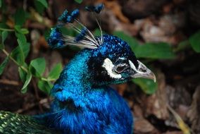 blue peacock in the forest