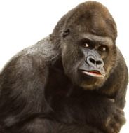 photo portrait of a gorilla on a white background