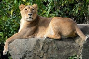 lioness relaxing on stone