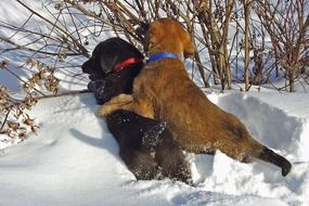 two labrador puppies are playing in the snow