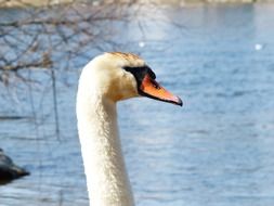 mute swan by the lake