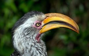 portrait of hornbill bird