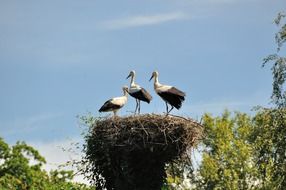 three storks in a nest in Germany