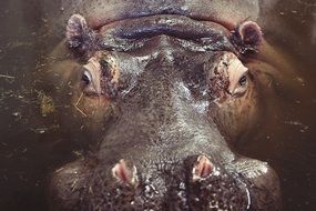 Hippopotamus Animal