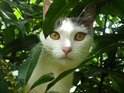 domestic cat in bush