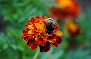 fluffy bee on marigold Ñollects nectar