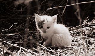 white fluffy baby cat