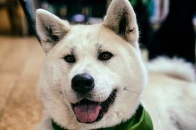 portrait of a white dog