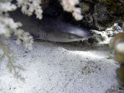 reef shark near algae