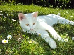 white cat lying on the field with daisies