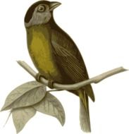 drawing of bird on the tree branch