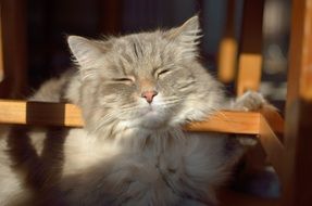 Tired feline at home