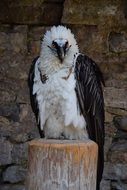 Black and white eagle sitting on a tree stump