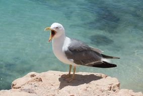 Seagull with wide open beak on stone