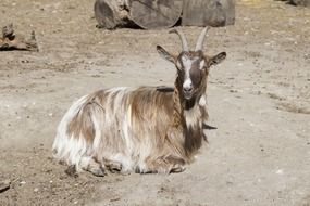 domestic Billy Goat on a farm