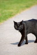 black cat is on the road