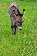 young donkey on the meadow