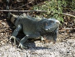 iguana in the natural environment of the Antilles