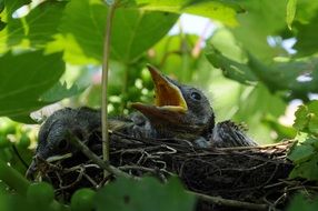 wild bird nest