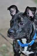 portrait of adorable black puppy