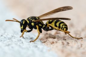 closeup of a wasp on the blurred background