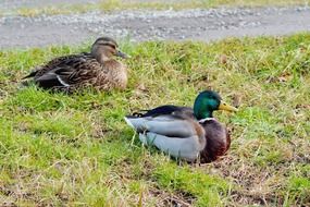 drake and duck on a country road