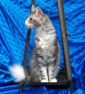 Grey Maine Coon Cat on a blue background