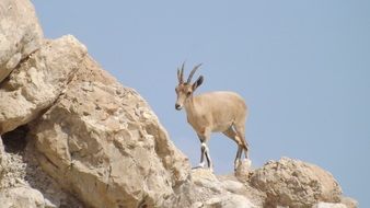 female Nubian ibex on rock