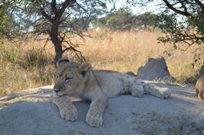 relaxing lioness in the shadow