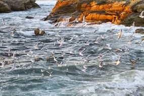 flock of birds is circling over the waves of the ocean