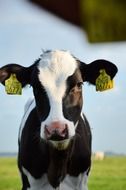 black and white calf on home farm