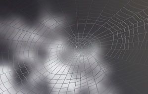 spider web closeup, black and white