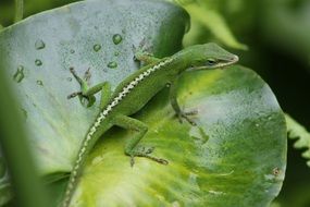 green lizard on the leaf