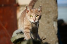 kitten with bright green eyes
