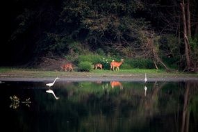 Deer Egrets Birds