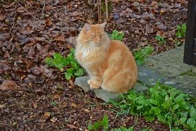 red cat at home in the fall