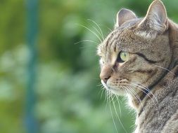 cute outdoor cat