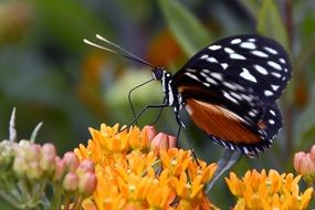 Butterfly with black wing on flowers close