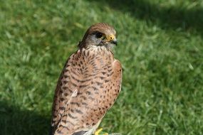 Falcon Bird wildlife photography