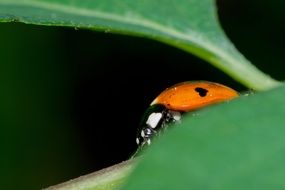 Macro photo of the ladybug on the plant