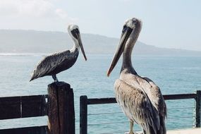 two birds with long beaks on the waterfront